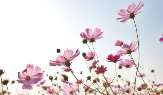 What is cosmos flower