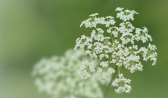 What is queen anne's lace