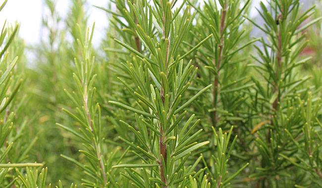 When To Plant Rosemary