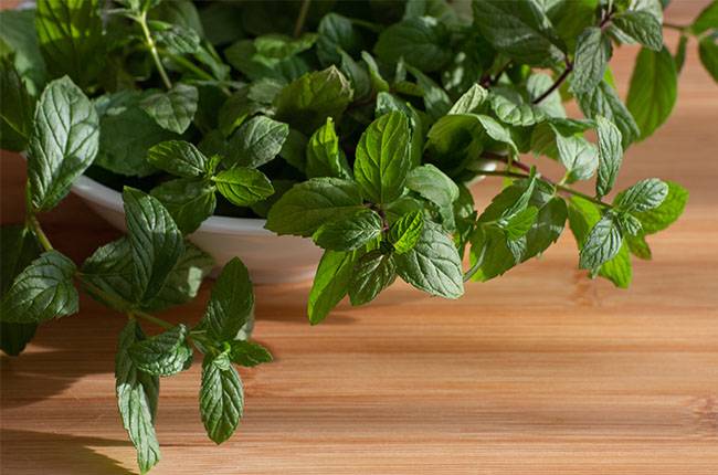 YOU NEED TO GROW MINT IN A POT