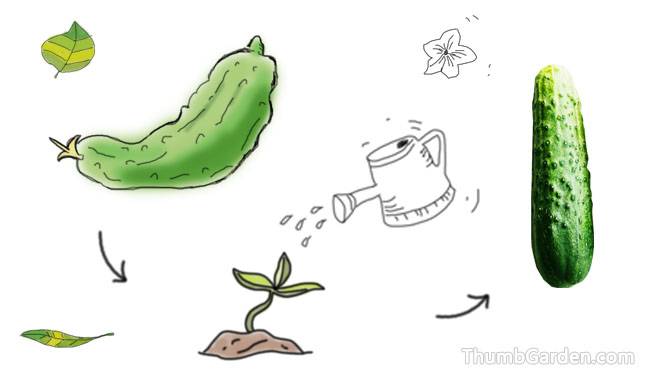 1. Cucumbers will grow long and thin and crooked if they don't get enough water - ThumbGarden