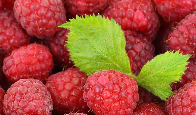 10 common raspberry diseases and control methods
