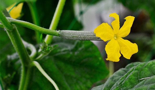 10 important rules for growing cucumbers outdoors