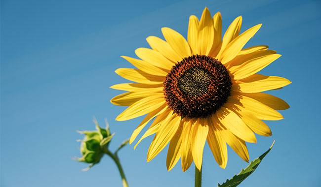 10 tips for a good sunflower harvest