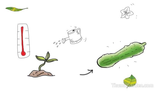 2. If cucumbers are watering with cold water, the fruit will shrink in the middle - ThumbGarden