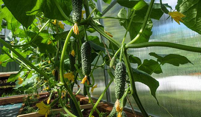 5 effective organic fertilizers for cucumbers