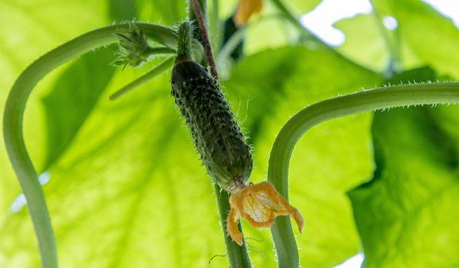 7 Secrets of Early Cucumber Ripening in May