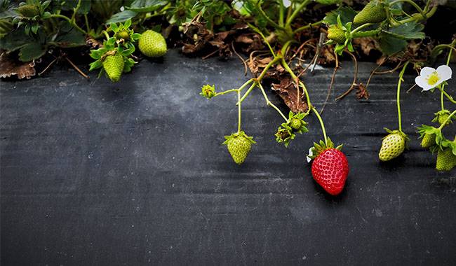 9 best materials for covering strawberries in the garden