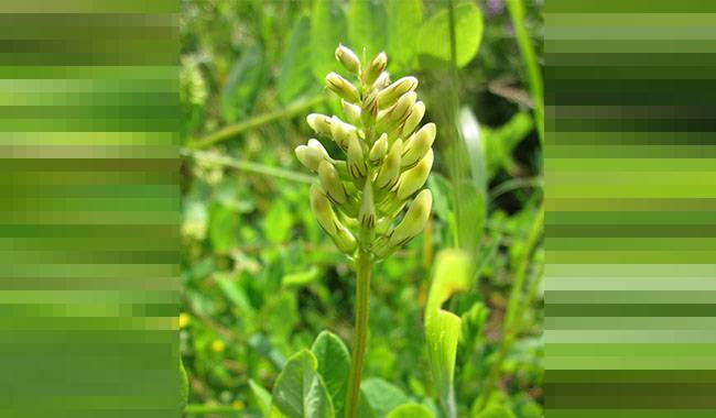 Astragalus A well-known magical herb