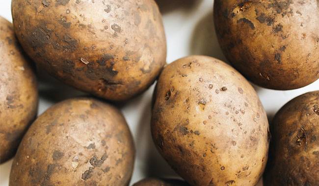Conditions for a good summer potato crop