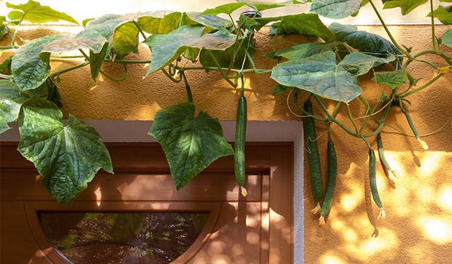 Cucumbers on the balcony how to achieve a bumper harvest