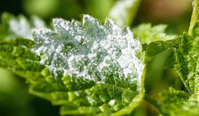 Currant powdery mildew how to prevent and control
