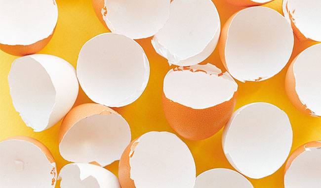 Eggshell An indispensable assistant in your garden