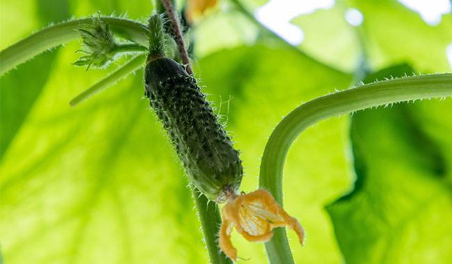 Everything you need to know about growing cucumbers in the open ground