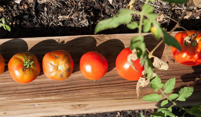 Growing tomato seedlings in the open field