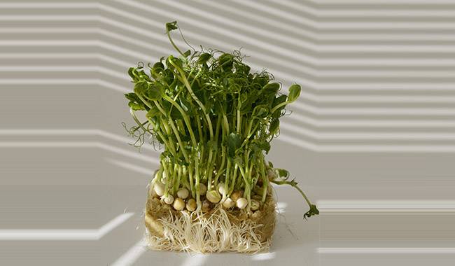 Home microgreens the simple laws of growth