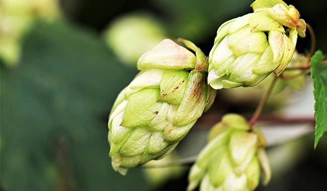 Hops are a beneficial plant, not weed