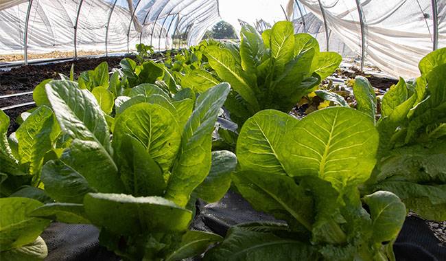 How to buy healthy vegetable and flower seedlings