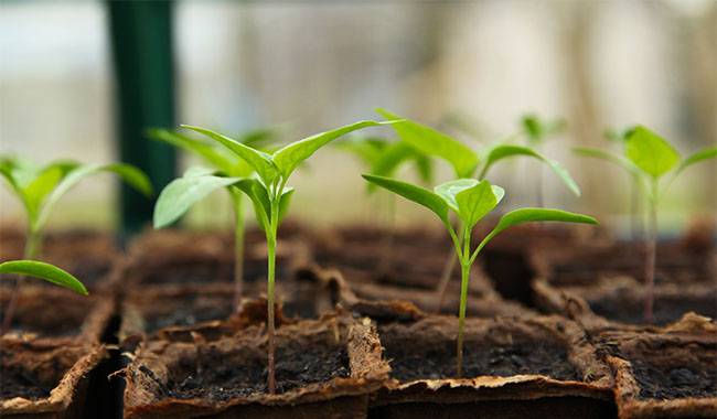 How to buy seeds and seedlings without spending too much money