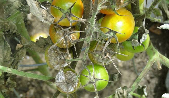 How to control tomato late blight