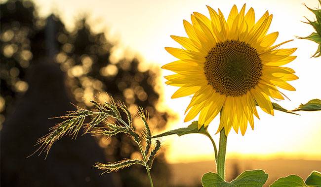 How to grow a giant sunflower