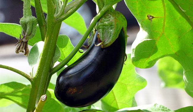 How to grow eggplant on the outside