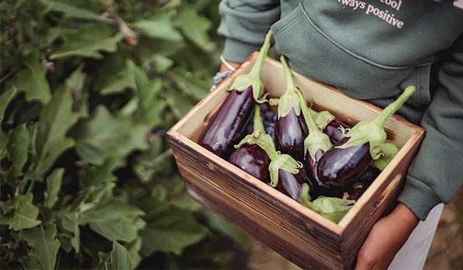 How to grow eggplant outdoors