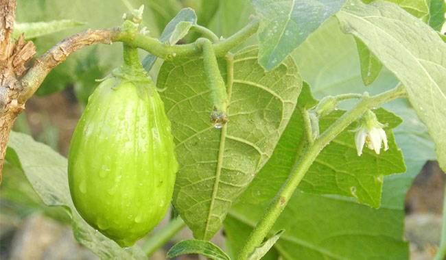 How to grow eggplants seed in outdoor