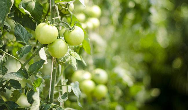 How to grow tomatoes effectively