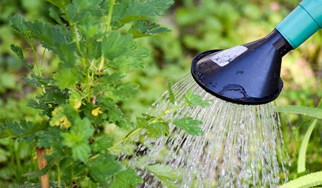 How to plant watering with less water and energy