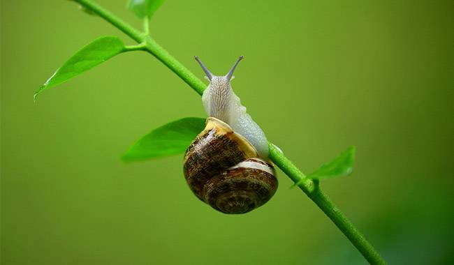 How to protect crops from snails and slugs