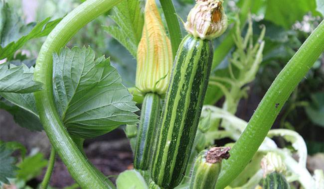 How to prune cucumber correctly increase yield