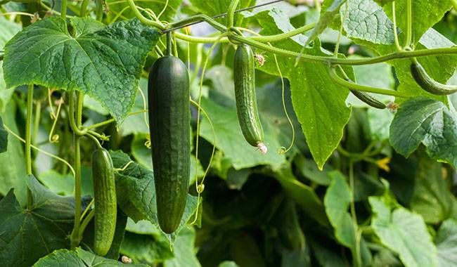 Problems and Solutions of Cucumber Planting
