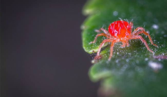 Protect the seedling from spider mites