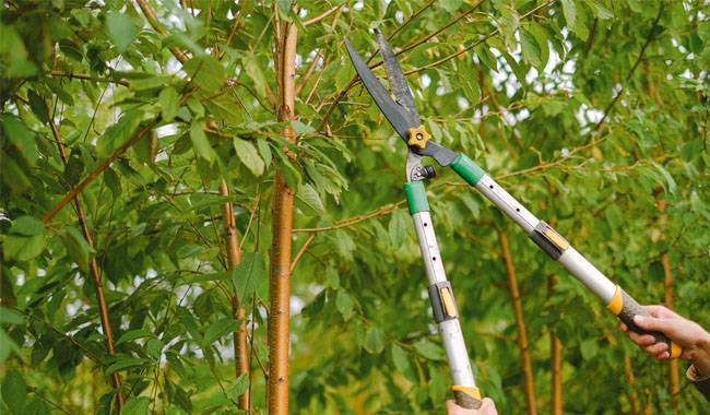 Pruning fruit trees in summer is it necessary