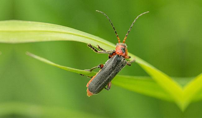 Summer garden pests How to protect your crops