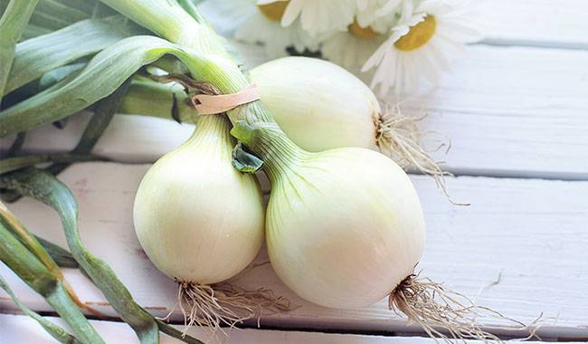 Talk about nursery methods for growing onions from seeds