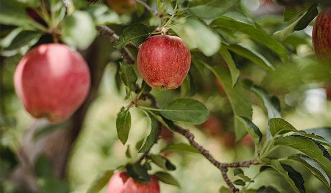 The 8 most common apple tree diseases