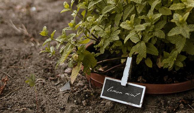 The simple and reliable way to make garden tags
