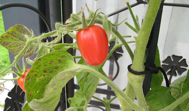 The trellis method of tying tomatoes implies collective support for the plant