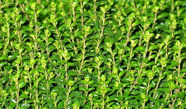 Thyme aromatic, useful, and decorative