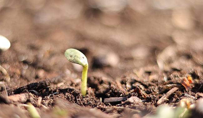 Tips for growing seedlings in summer