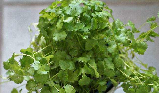 Useful and irreplaceable coriander How to grow and use it