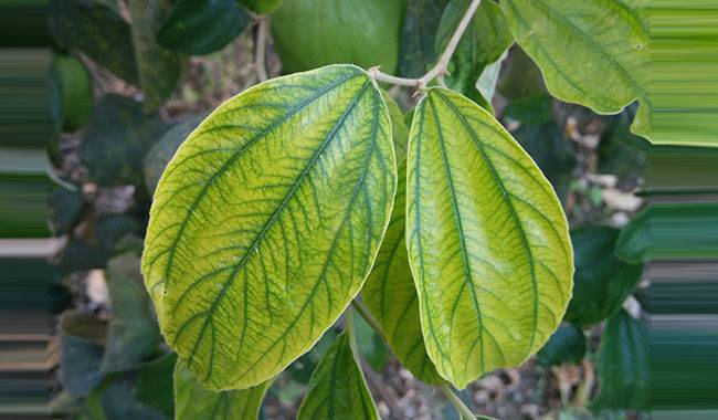 What is chlorosis what the plant lacks