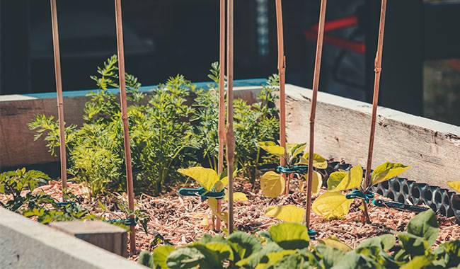 10 rules for planting in raised beds
