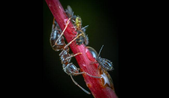 About the symbiosis of aphids and ants