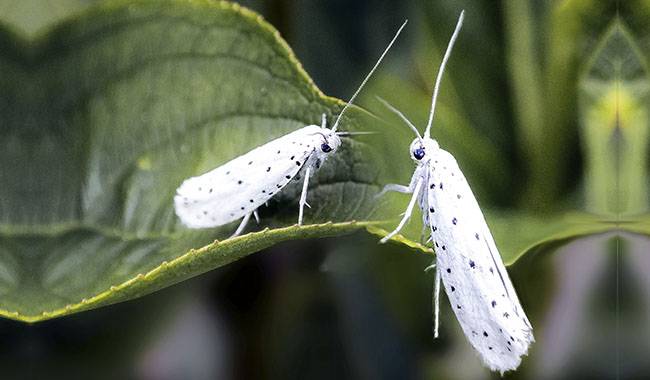 Apple ermine moth How to control the pest