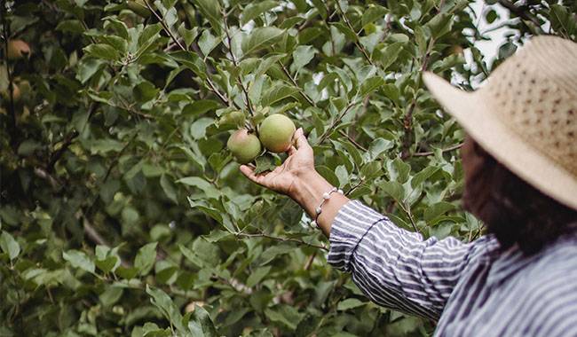 Appletree care in each month