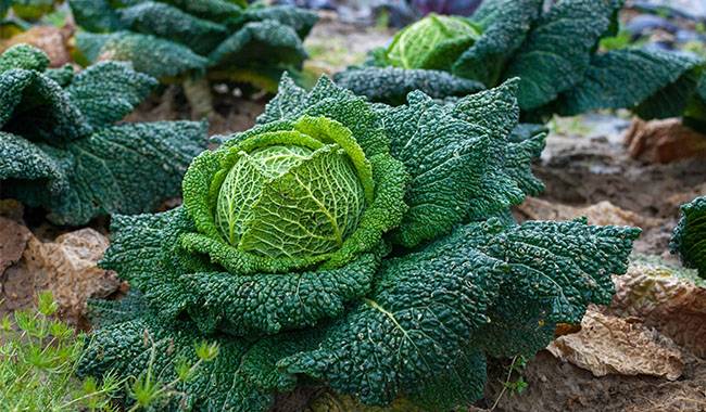Cabbage Plant Care Calendar by Month