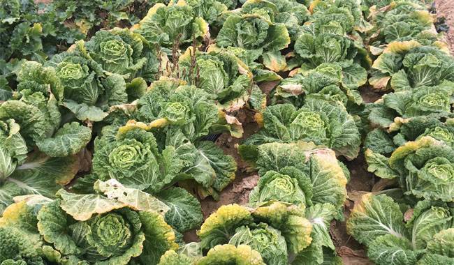 Chinese cabbage the peculiarities of planting